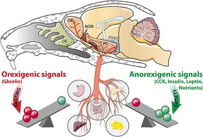 Nutrient Sensing: Another Chemosensitivity of the Olfactory System